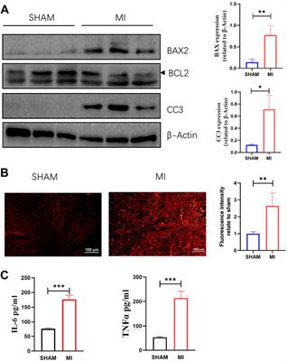 Network pharmacology-based and experimental identification of the effects of Renshen Yangrong decoction on myocardial infarction